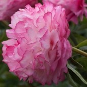 paeonia_joker_1 (1)